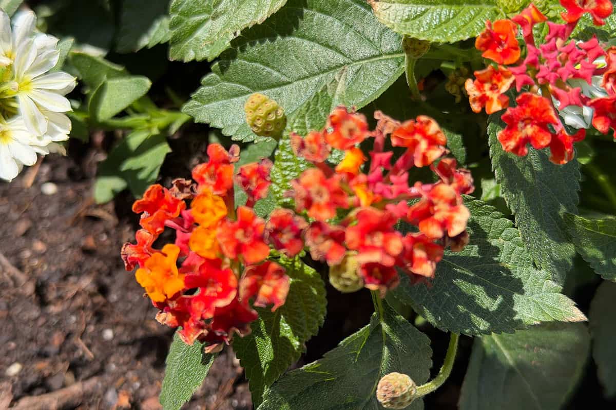 red lantana