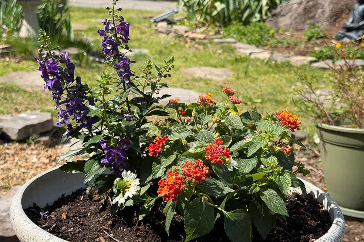red white blue arrangement