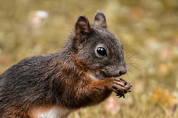 squirrel eating
