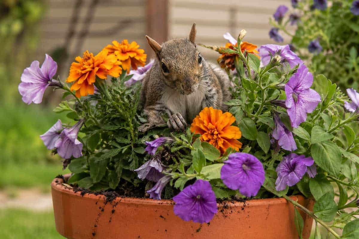 squirrel flower pot