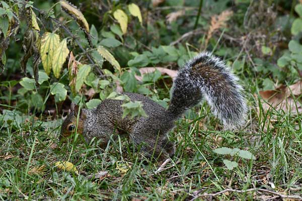 squirrel foraging