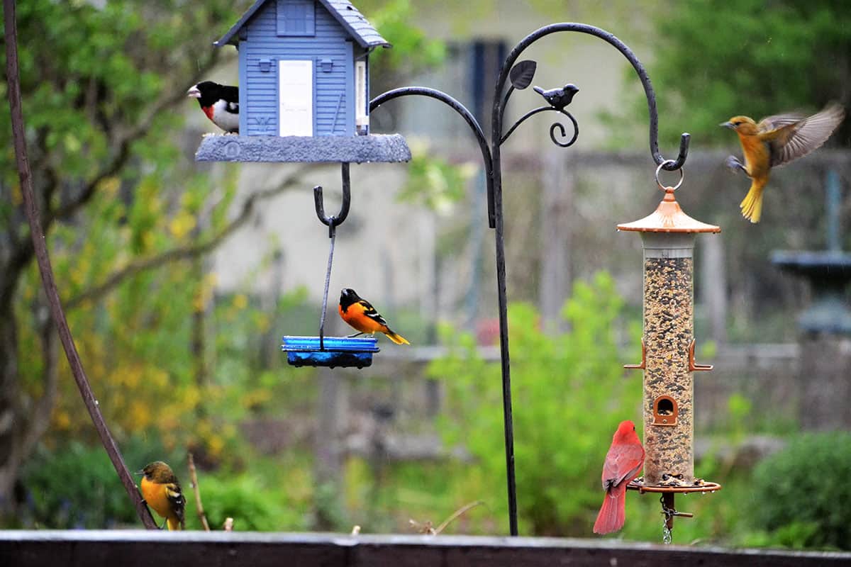 backyard birds stock image