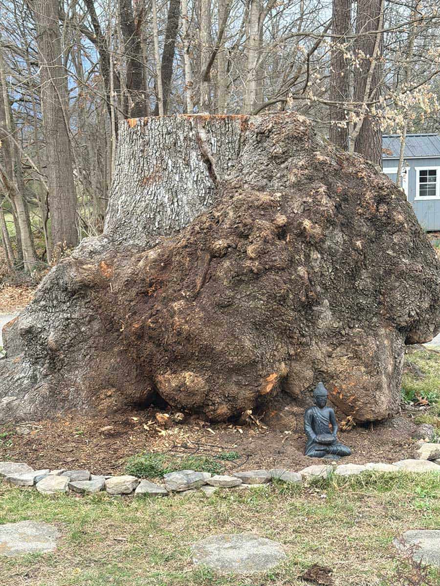 bare stump