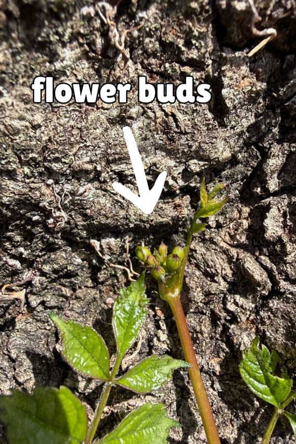 flower buds