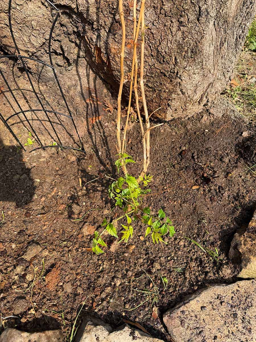 newly planted trumpet vine