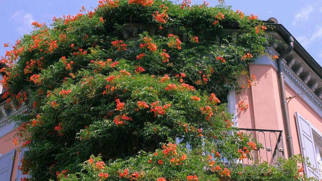trumpet creeper vine
