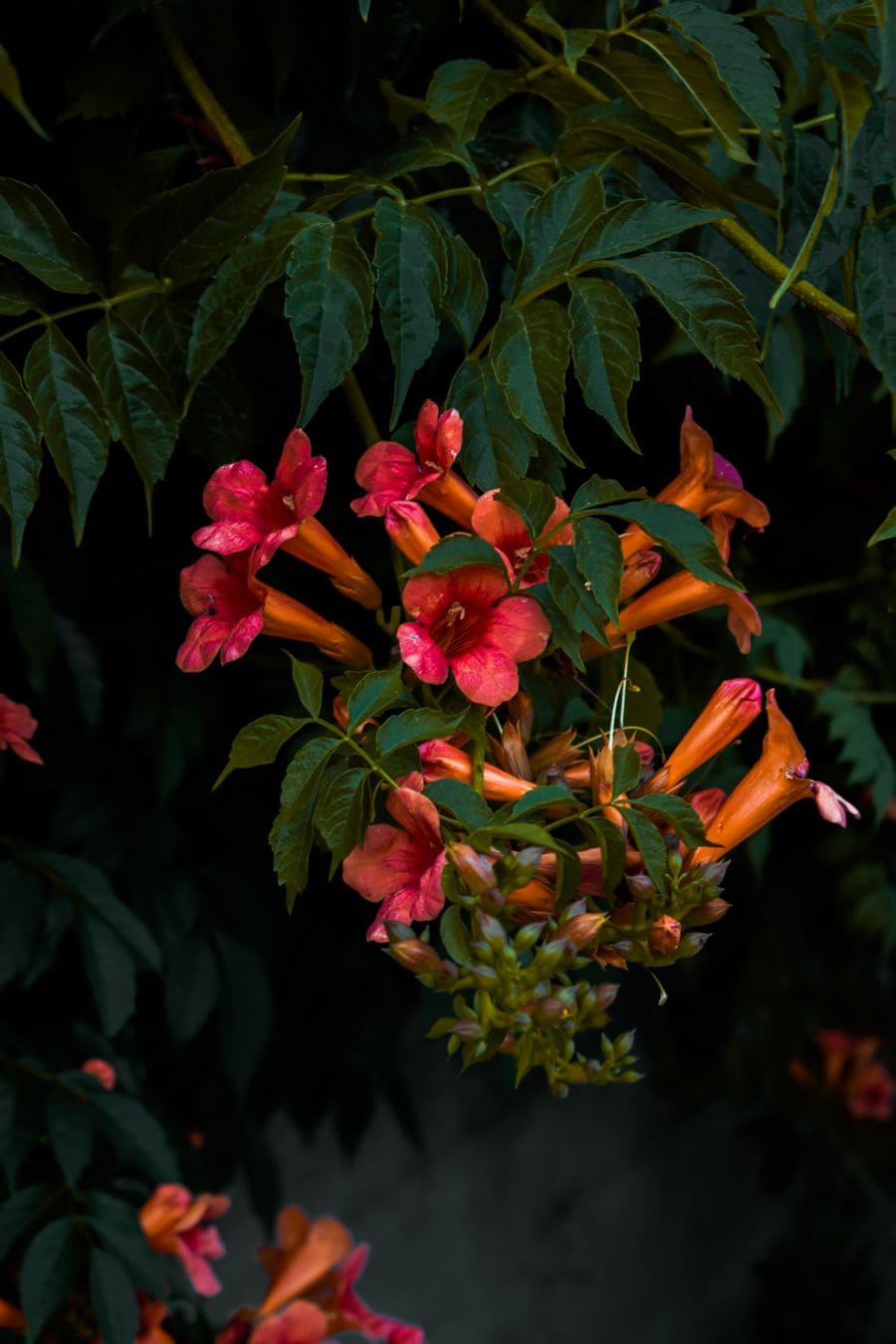 trumpet creeper vine with blooms
